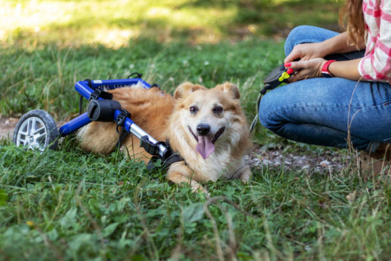 Fisioterapia para Cachorro Marcar Pugas de Cima - Fisioterapia para Cachorro Centro de Ponta Grossa