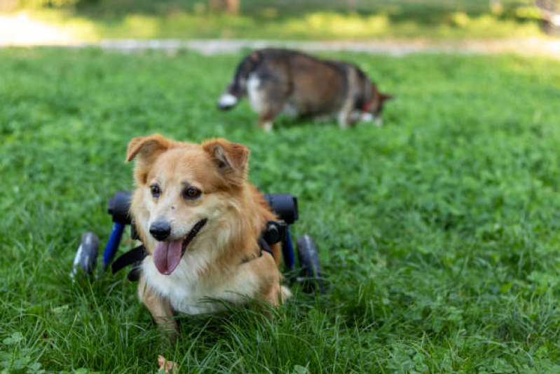 Fisioterapia para Cachorro Taquaruçu - Fisioterapia para Cães