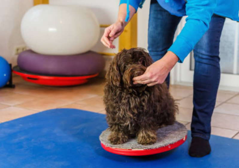 Fisioterapia para Cães com Hérnia de Disco Telefone Castro - Fisioterapia para Cães com Hérnia de Disco