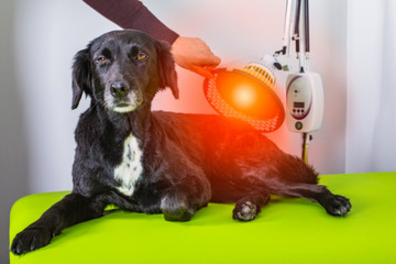 Fisioterapia para Cães e Gatos Agendar Uvaia - Fisioterapia para Gatos