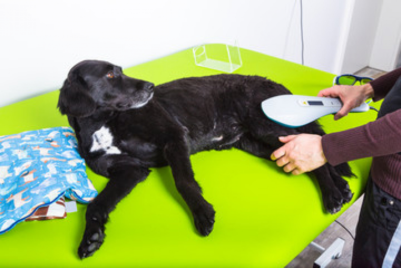 Fisioterapia para Cães e Gatos Marcar Jaguariaíva - Fisioterapia para Animais de Pequeno Porte