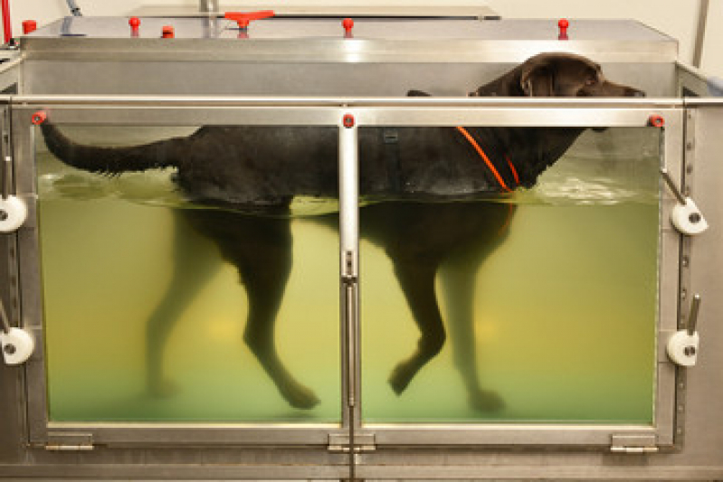 Fisioterapia para Cães Sete Saltos - Fisioterapia e Reabilitação Animal