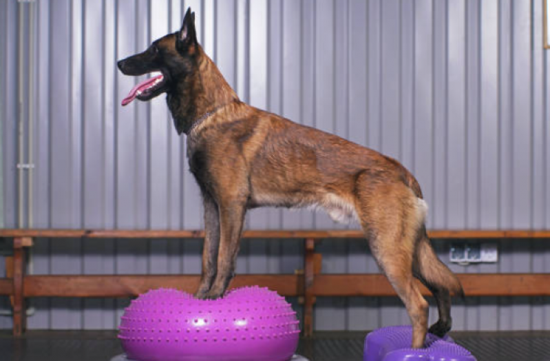 Fisioterapia para Coluna de Cachorro Itaiacoca - Fisioterapia para Cachorro com Artrose
