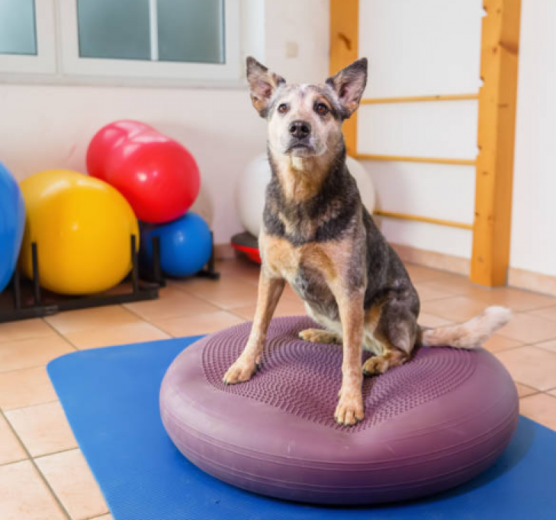 Fisioterapia para Displasia Coxofemoral em Cães Telefone Rio das Areias - Fisioterapia para Cães com Hérnia de Disco