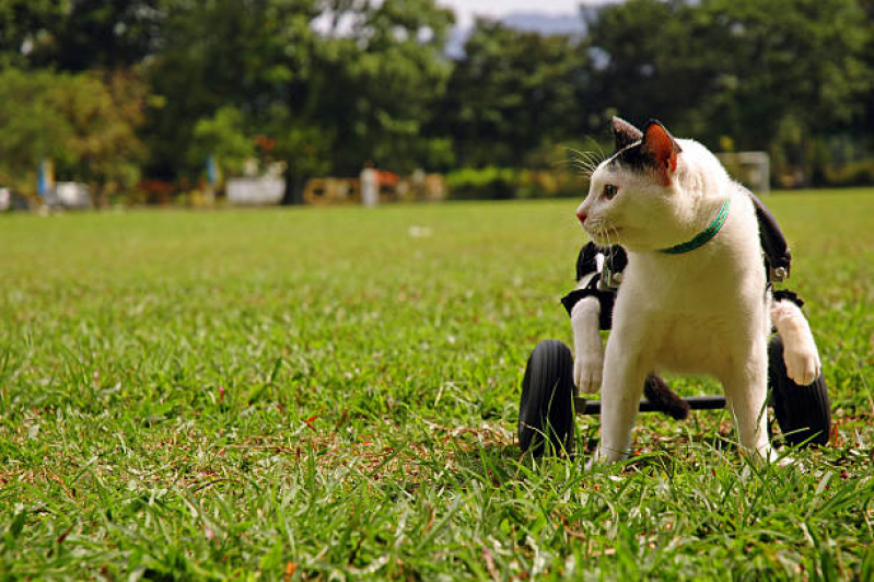 Fisioterapia para Gato Agendar Estrela - Fisioterapia para Cães