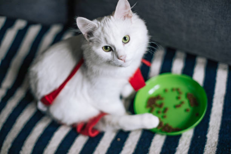 Fisioterapia para Gato Imbituva - Fisioterapia para Animais de Pequeno Porte