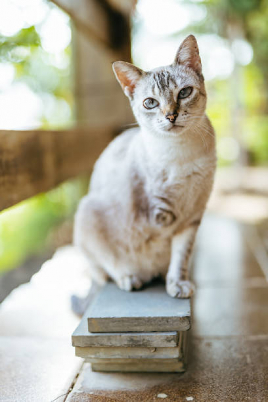 Fisioterapia para Gatos Agendar Encruzilhada - Fisioterapia e Reabilitação Animal