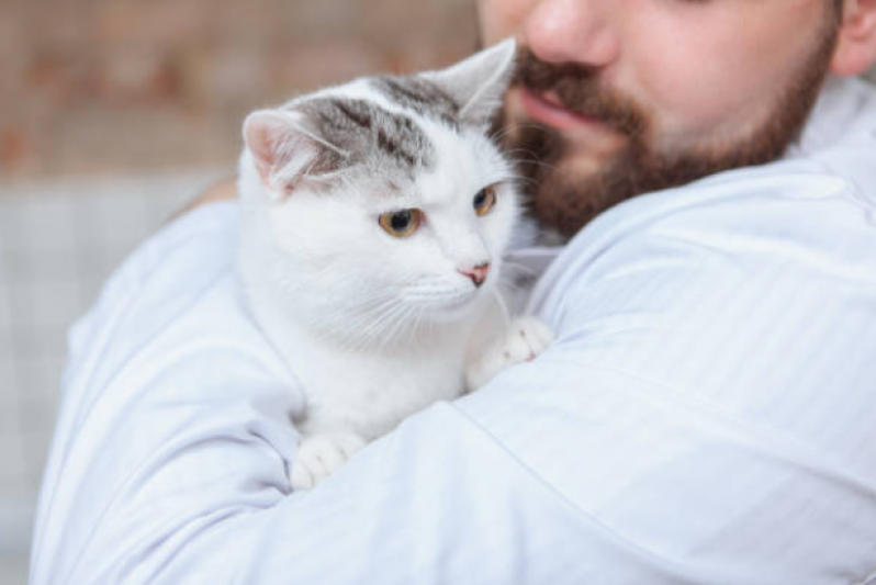 Fisioterapia para Gatos com Problema Renal Marcar Taquaruçu - Fisioterapia em Gato