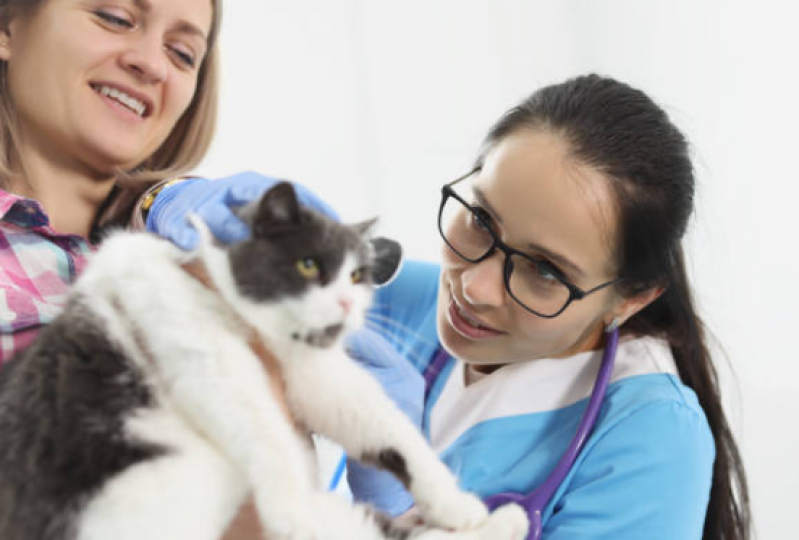 Fisioterapia para Gatos com Problema Renal São Luiz - Fisioterapia para Gatos com Problema Renal