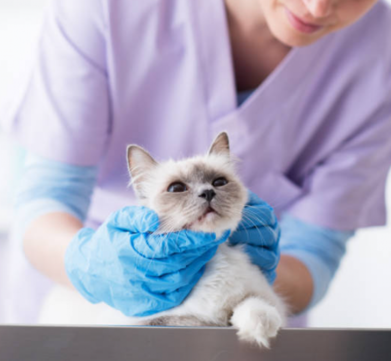 Fisioterapia para Gatos com Problemas Cardíacos Agendar Órfãs - Fisioterapia em Gato