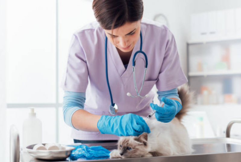 Fisioterapia para Gatos com Problemas Cardíacos Marcar Colônia - Fisioterapia Gato