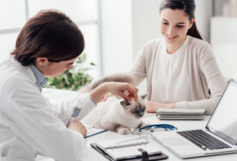 Fisioterapia para Gatos com Problemas Cardíacos Sete Saltos - Fisioterapia em Gatos