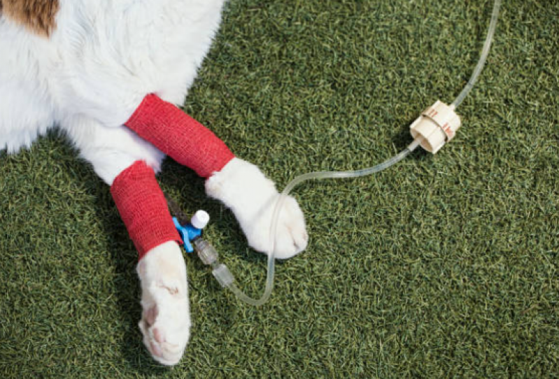 Fisioterapia para Gatos com Problemas Renais Marcar Biscaia - Fisioterapia Gatos