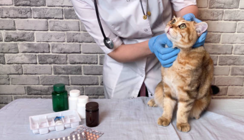 Fisioterapia para Gatos com Problemas Renais Sete Saltos - Fisioterapia em Gato