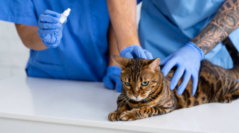 Fisioterapia para Gatos Paraplégicos Agendar Tronco - Fisioterapia em Gato