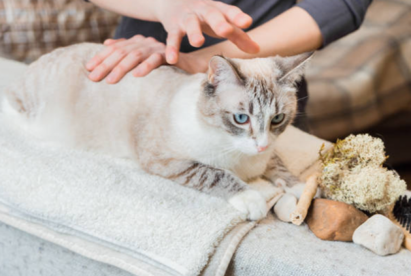 Fisioterapia para Gatos Paraplégicos Ipiranga - Fisioterapia para Gato Paraplégico
