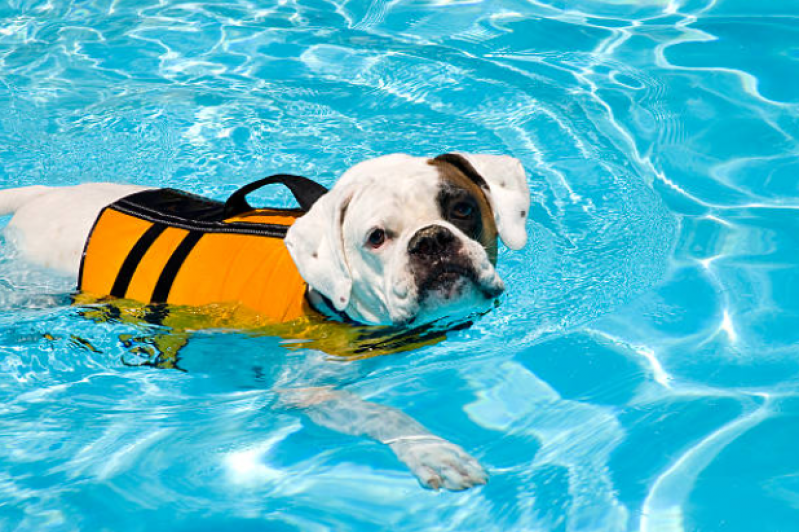 Fisioterapia para Luxação de Patela em Cães Rio das Areias - Fisioterapia para Cão