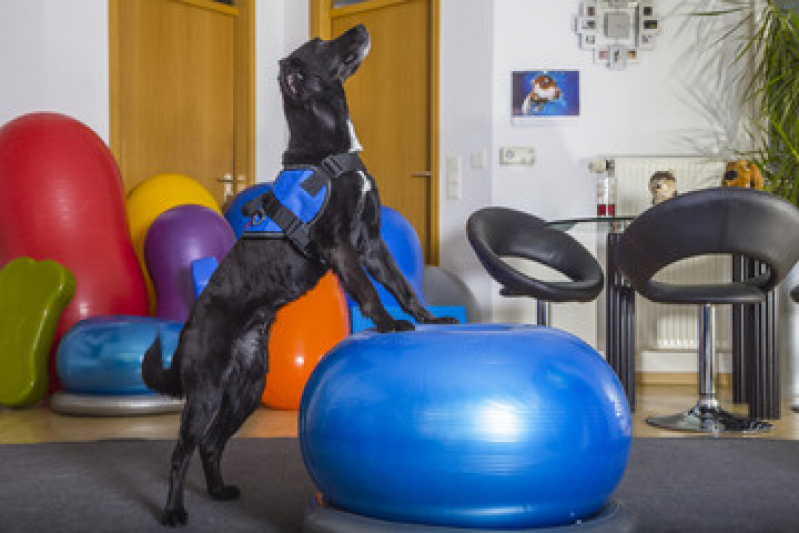 Fisioterapia Pet Sete Saltos - Fisioterapia para Cães