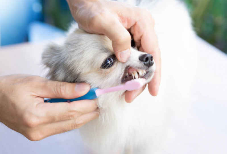Onde Agendar Consulta para Animais Florestal - Consulta Veterinária Dermatológica para Cachorro