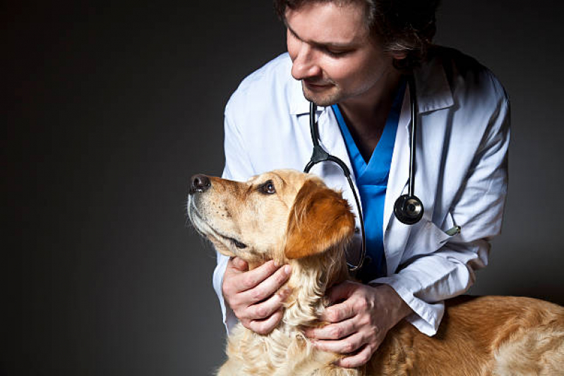Onde Agendar Consulta para Cachorro Abapã - Consulta Veterinária para Cachorro