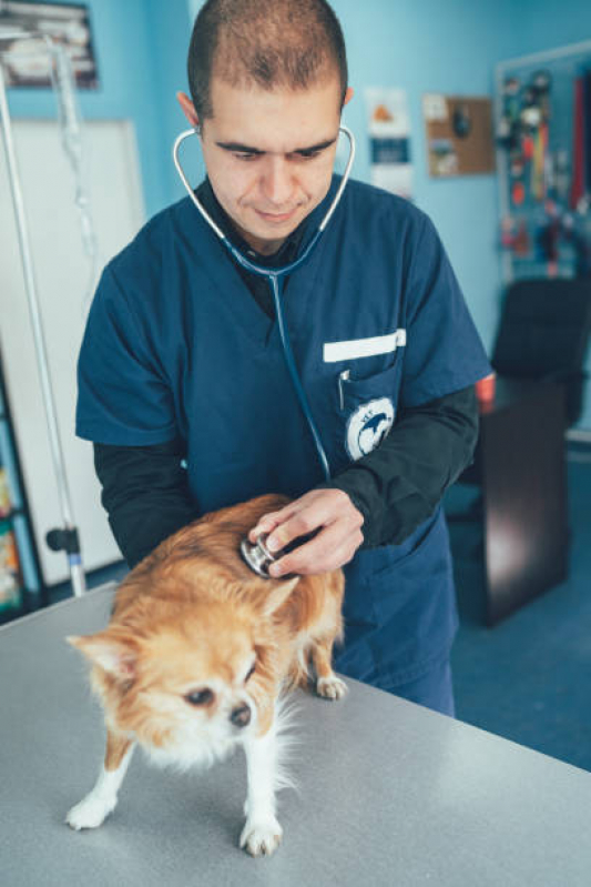 Onde Agendar Consulta Veterinária Cachorro Imbituva - Consulta Veterinária para Animais de Estimação