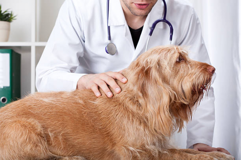 Onde Agendar Consulta Veterinária Dermatológica para Cachorro Irati - Consulta Veterinária para Animais de Estimação