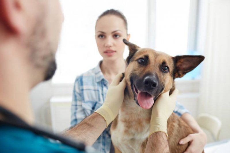 Onde Agendar Consulta Veterinária Gato Guaragi - Consulta para Cachorro