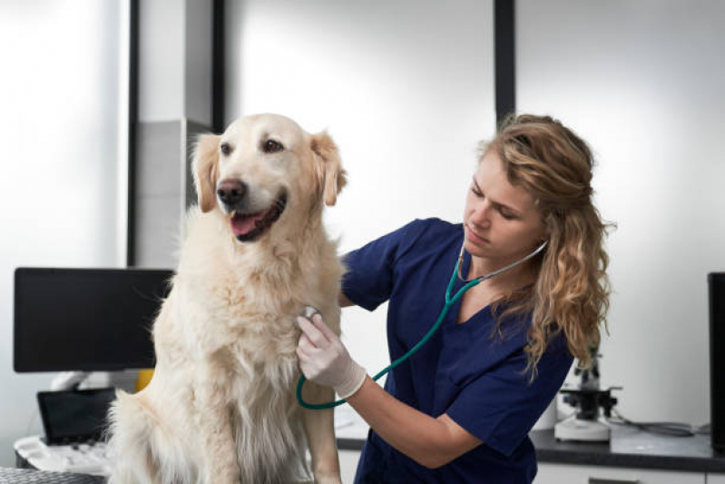 Onde Agendar Consulta Veterinária para Animais de Estimação Itaiacoca - Consulta Veterinária Dermatológica para Cachorro