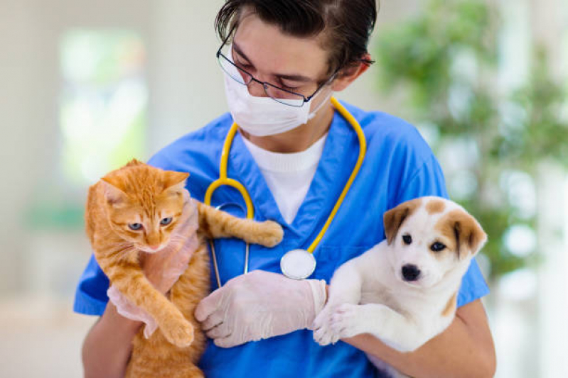 Onde Agendar Consulta Veterinária para Gato Carambeí - Consulta Veterinária Dermatológica para Cachorro