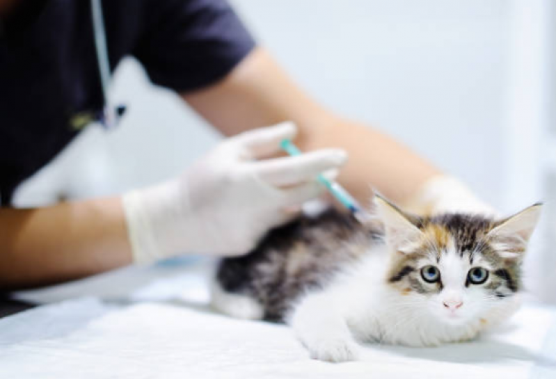 Onde Aplica Vacina Gato Fiv Felv Ronda - Vacina Fiv Felv para Gato
