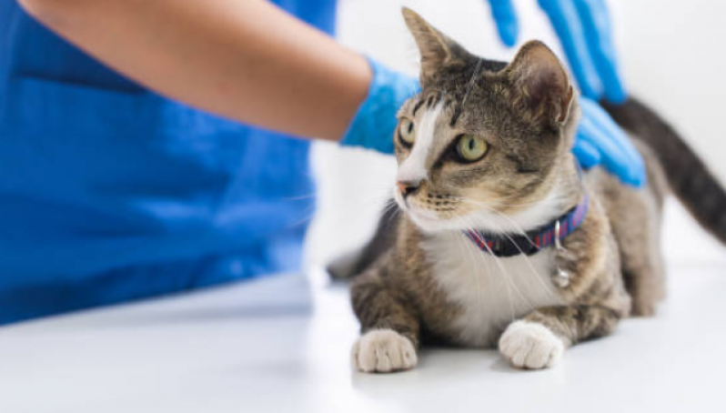 Onde Aplica Vacina para Gatos Fiv e Felv Piraí do Sul - Vacina para Gatos Fiv e Felv