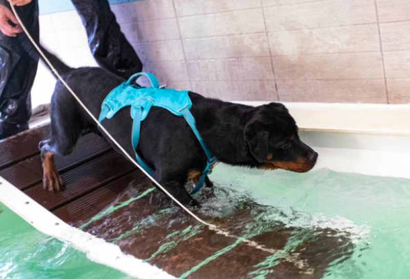 Onde Encontrar Fisioterapia de Cachorro Uvaranas - Fisioterapia para Displasia Coxofemoral em Cães