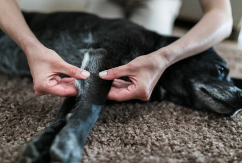 Onde Encontrar Fisioterapia para Cachorro com Displasia São Silvestre - Fisioterapia em Cachorro
