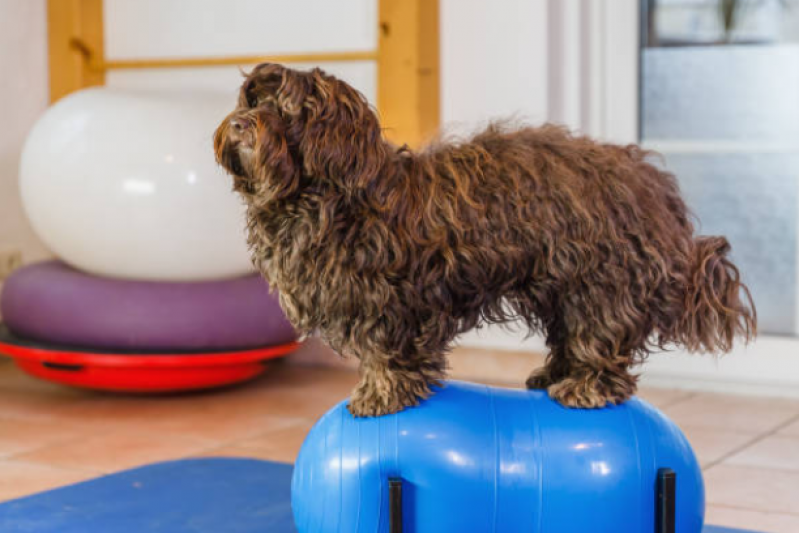 Onde Encontrar Fisioterapia para Cães com Hérnia de Disco Colônia - Fisioterapia para Cachorro de Grande Porte