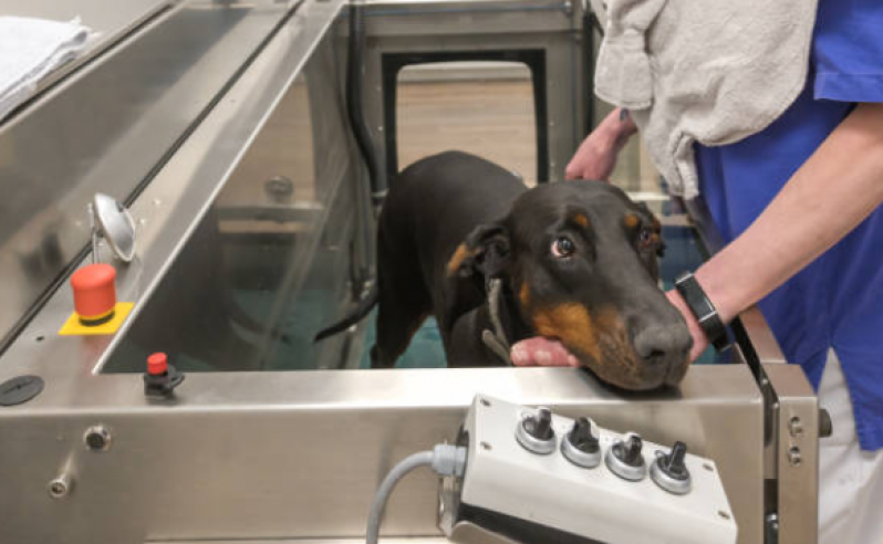 Onde Encontrar Fisioterapia para Displasia Coxofemoral em Cães Fernandes Pinheiro - Fisioterapia de Cachorro