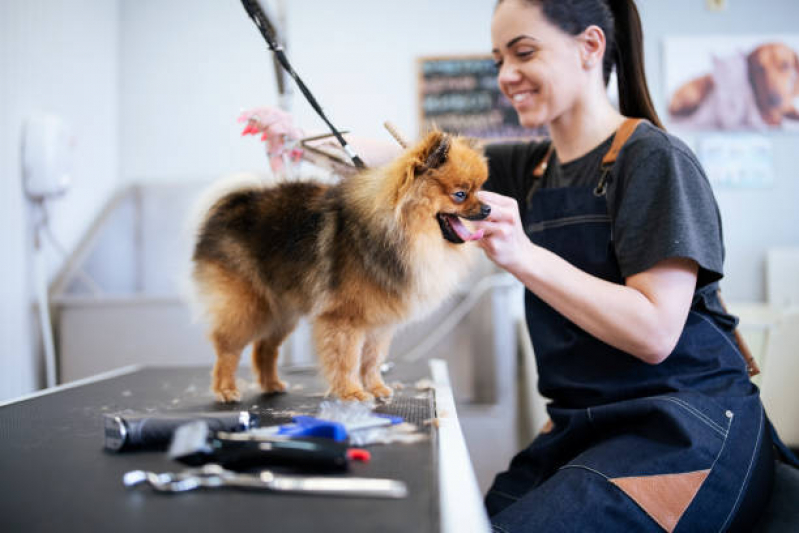 Onde Encontrar Pet Shop Próximo a Mim Biscaia - Pet Shop com Uberpet