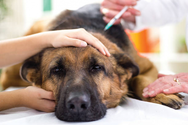 Onde Faz Aplicação de Vacina Antirrábica Cachorro Guarauninha - Vacina contra Raiva Cachorro