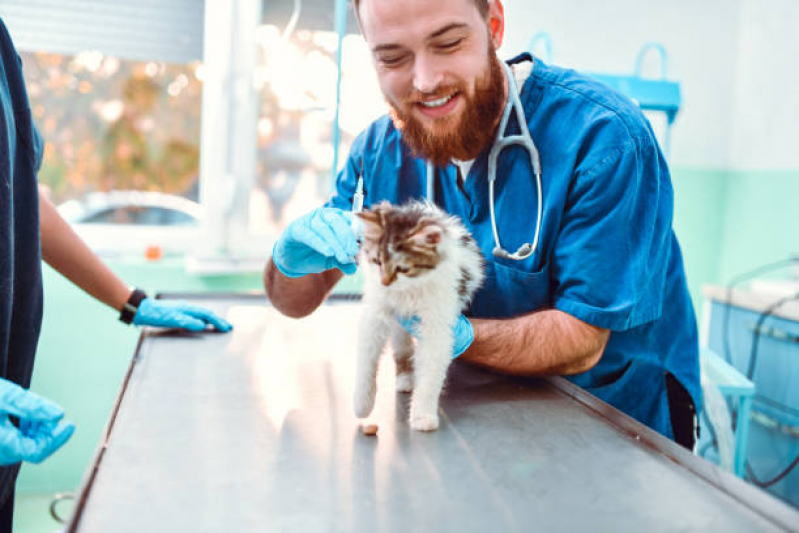 Onde Faz Aplicação de Vacina Antirrábica em Cachorro Palmeira - Vacina da Raiva para Gatos