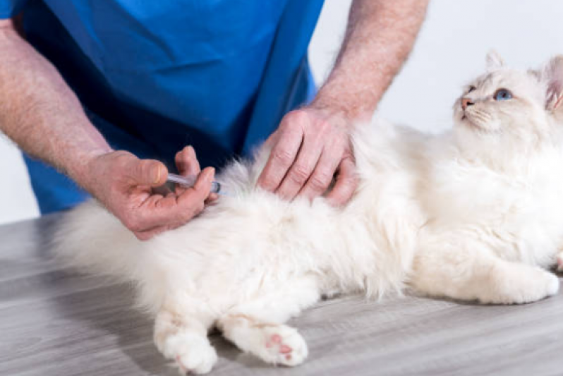 Onde Faz Aplicação de Vacina Antirrábica Gato Taquaia - Vacina V5 para Gatos