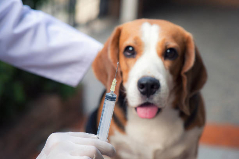 Onde Faz Aplicação de Vacina Antirrábica para Cachorro Boa Vista - Vacina Antirrábica em Cachorro