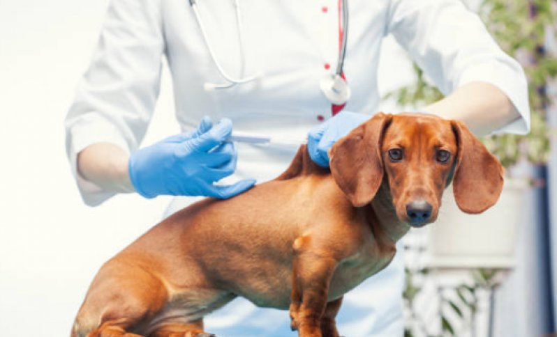 Onde Faz Aplicação de Vacina contra Leishmaniose Canina Tronco - Vacina em Cachorro
