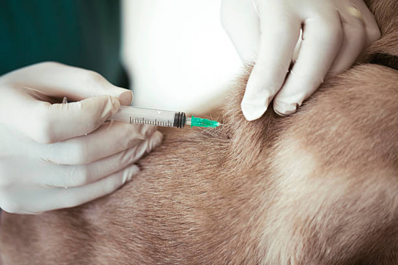 Onde Faz Aplicação de Vacina contra Raiva em Cachorro Pugas de Cima - Vacina Raiva Gato