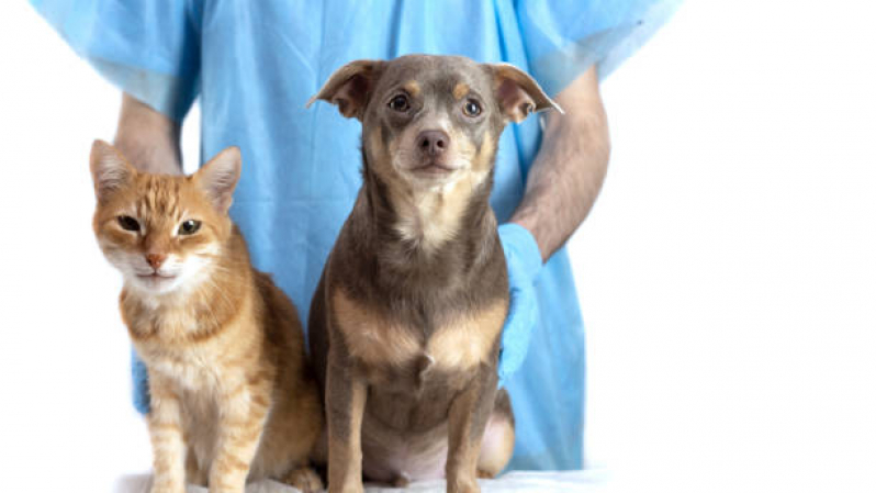 Onde Faz Aplicação de Vacina contra Raiva Gato Rio das Areias - Vacina Antirrábica Cachorro