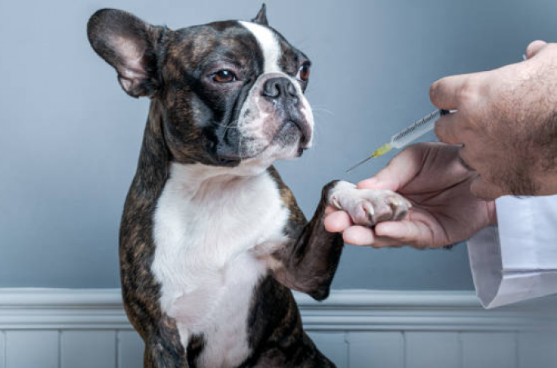Onde Faz Aplicação de Vacina da Raiva Cachorro Centro - Vacina V8 Cachorro
