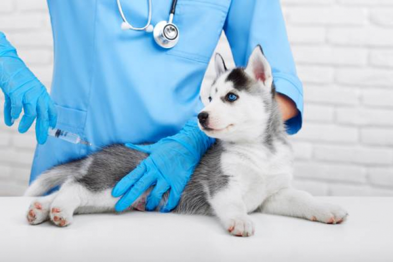 Onde Faz Aplicação de Vacina da Raiva para Gatos Centro - Vacina contra Raiva em Cachorro
