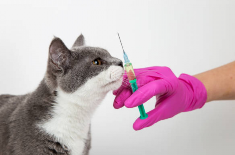 Onde Faz Aplicação de Vacina de Gato Órfãs - Vacina em Gatos