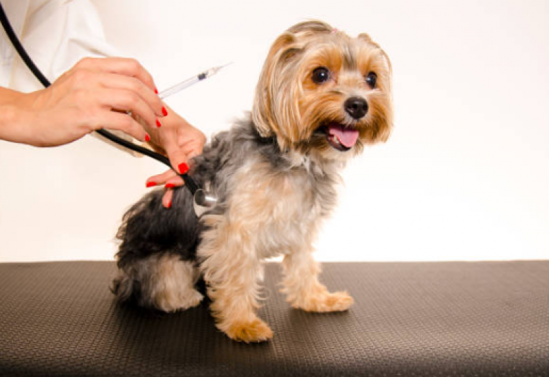 Onde Faz Aplicação de Vacina de Gripe para Cachorro Bocaina - Vacina Giardia Cães