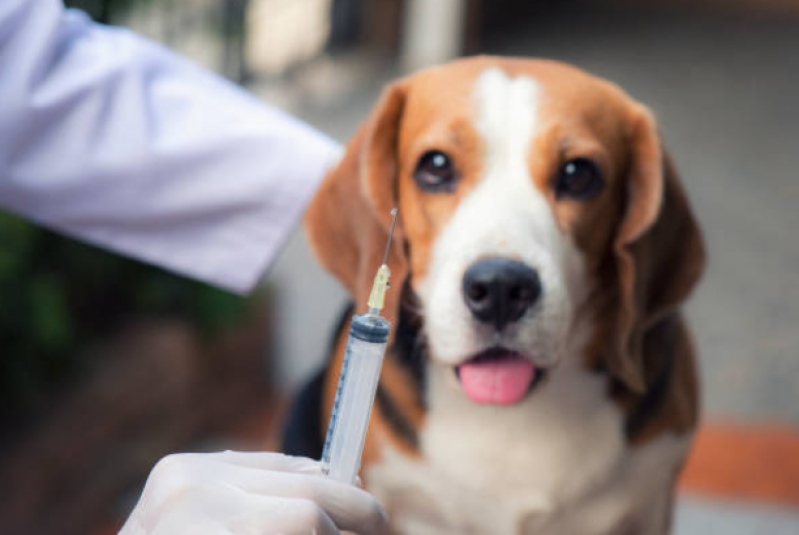 Onde Faz Aplicação de Vacina de Raiva Cachorro Piraí do Sul - Vacina para Cachorro