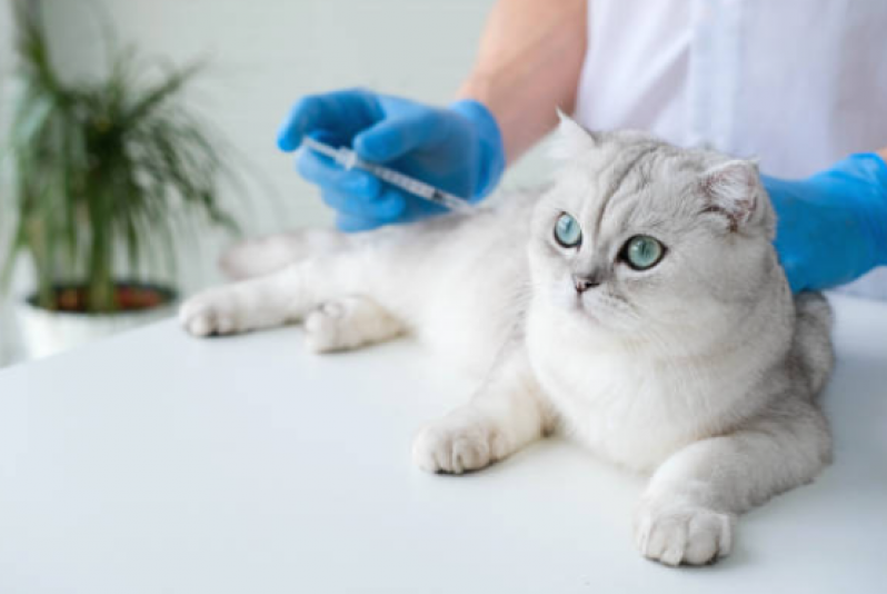 Onde Faz Aplicação de Vacina de Raiva para Gato Pugas de Cima - Vacina para Gato