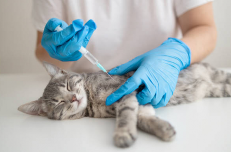 Onde Faz Aplicação de Vacina em Gatos Tronco - Vacina V4 para Gatos